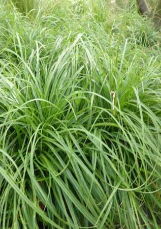CAREX caryophyllea The Beatles